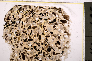 Plane Polarized, E23305