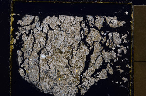 Cross Polarized, E23360