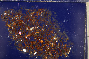 Cross Polarized, E23364