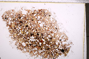 Plane Polarized, E23364