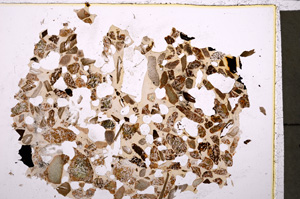 Plane Polarized, E23369