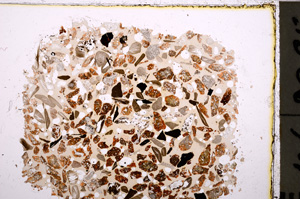 Plane Polarized, E23371