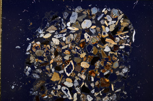 Cross Polarized, E23390