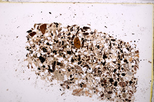 Plane Polarized, E23427