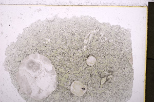 Plane Polarized, E23440