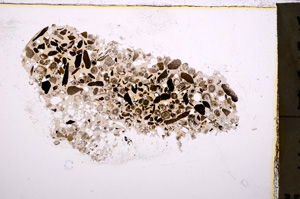 Plane Polarized, E23455