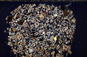 Cross Polarized, E23456