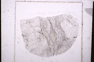 Plane Polarized, E23483