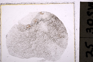 Plane Polarized, E23484