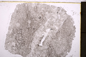 Plane Polarized, E23574