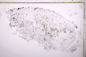 Plane Polarized, E23612