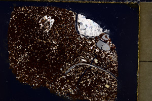 Cross Polarized, E23625