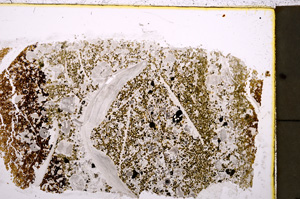 Plane Polarized, E23626