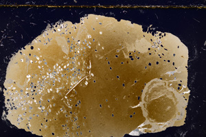 Cross Polarized, E23632