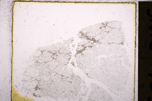 Plane Polarized, E23666