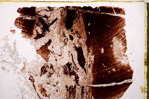 Plane Polarized, E23686