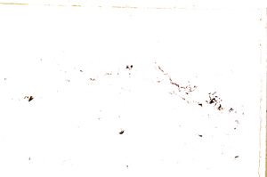 Plane Polarized, E23700