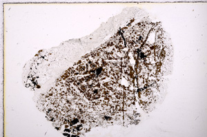 Plane Polarized, E23772