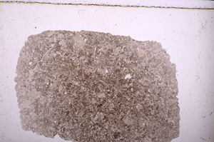 Plane Polarized, E23825