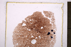 Plane Polarized, E23832