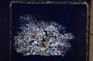 Cross Polarized, E23834