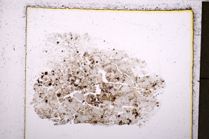 Plane Polarized, E23834