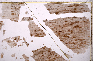 Plane Polarized, E23841