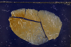 Cross Polarized, E23934