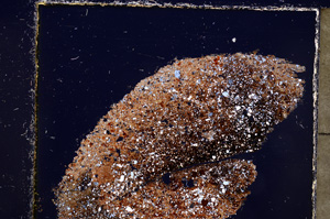 Cross Polarized, E23940