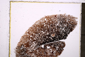 Plane Polarized, E23940