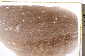 Plane Polarized, E23944