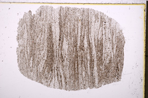 Plane Polarized, E23952