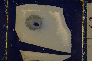 Cross Polarized, E23965