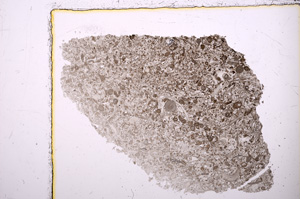 Plane Polarized, E24019