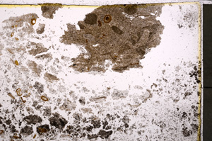 Plane Polarized, E24033