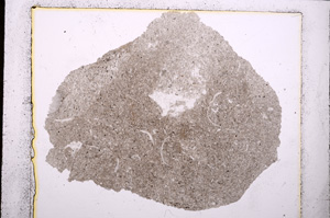 Plane Polarized, E24155