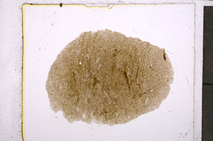 Plane Polarized, E24157