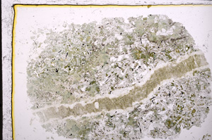 Plane Polarized, E24213