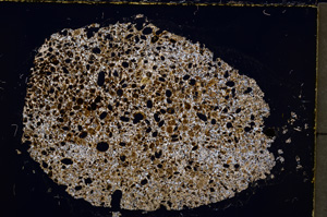 Cross Polarized, E24225