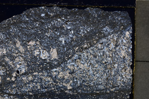 Cross Polarized, E24232