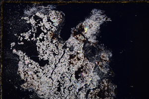 Cross Polarized, E24298