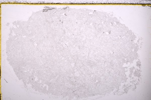 Plane Polarized, E24315