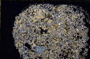 Cross Polarized, E24317