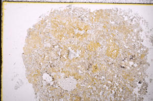 Plane Polarized, E24317