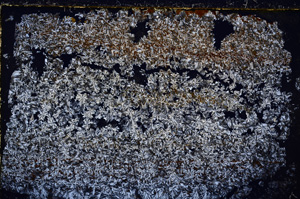 Cross Polarized, E24325