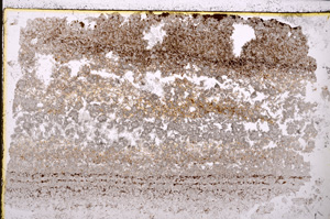 Plane Polarized, E24325