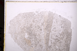 Plane Polarized, E24326