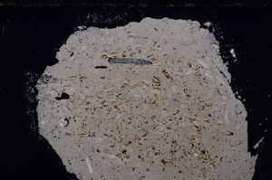 Cross Polarized, E24330