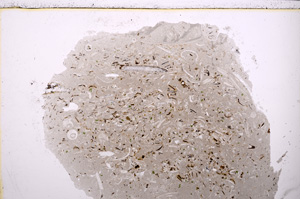 Plane Polarized, E24330