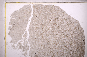 Plane Polarized, E24426